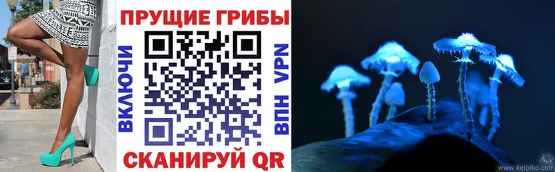 наркошоп  Свирск  Псилоцибиновые грибы Psilocybe 